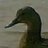 Ralliswitch's profile image