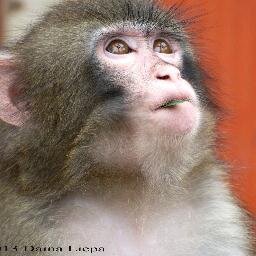 SBFPrimateS Profile Picture