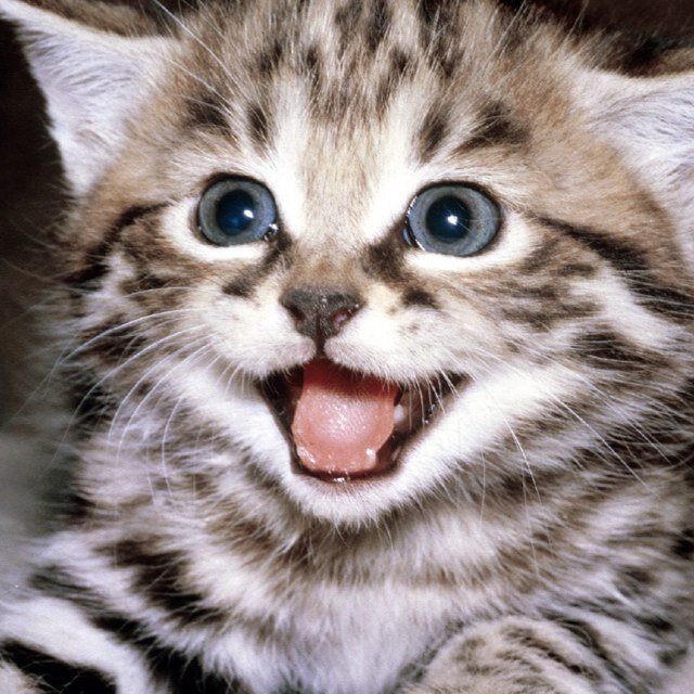 TOP 10 GATOS DO MELHOR COLÉGIO DO BRASIL