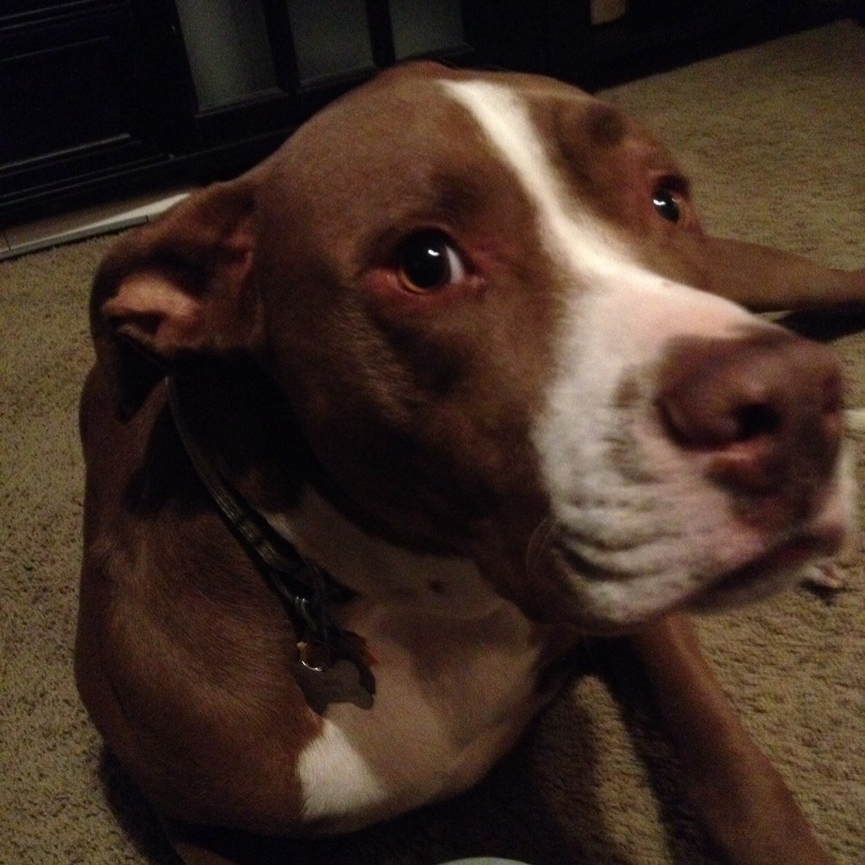 Yeah, im the real ammo! Im a dog but whatev. Eat. Sleep. Make big poops, bit of a thug, lickin and sniffin butt.