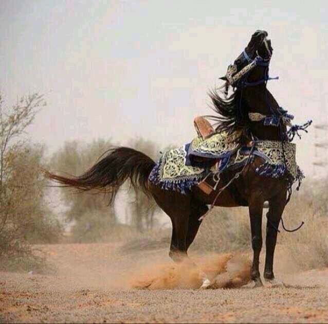 ‏: إللي يبـي قـربك و شـاري وصـالك
إحفظ وصـاله وإشتـر القرب بالقرب 
و اللـي يـفلـت من حباله . . حبالك 
خلك عليه أبعد من الشرق ، للغرب .