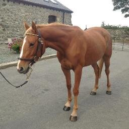 Horse fanatic. Buying, selling, livery, dressage, eventing, riding schools and pictures. From saddles to salt licks, you name it... it's my game!