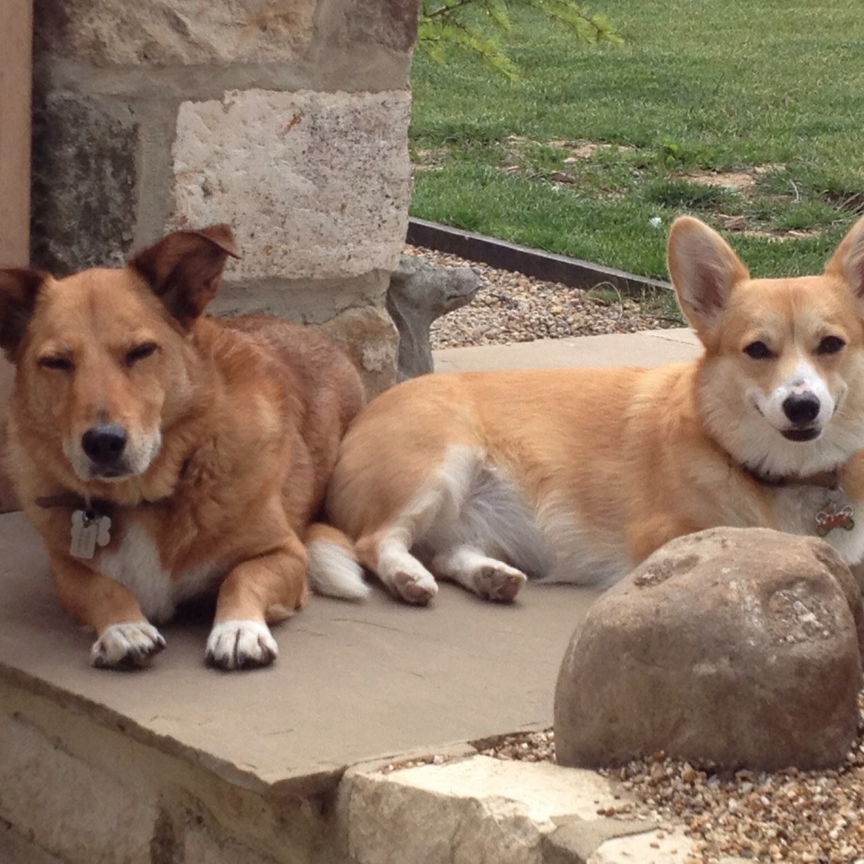 Chickens, ducks, dogs you are all welcome at our home. Mother nature we love you :-)