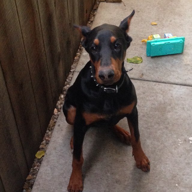 | Max | Dobie | 8 Months Old | Pure Bred | | Fav' Quote: 'Be one with the sweaky toy' |
