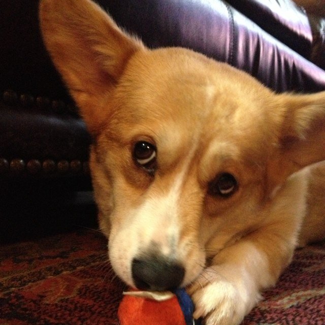 Therapy dog spreading love through hugs and snuggles as often as possible. Raising money for worthy causes with your help! Corgi ON!