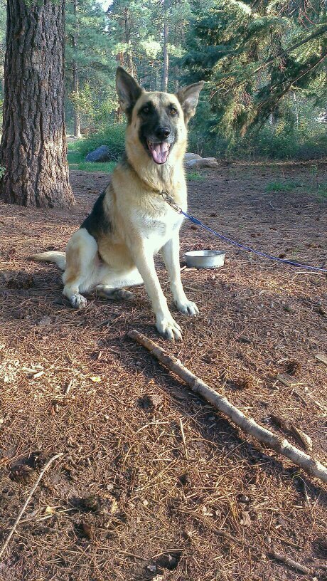 Sheepdog,  SiVisPicemParaBellum