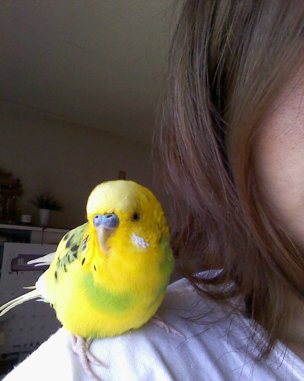 セキセイインコの残りものを食べて生きています。