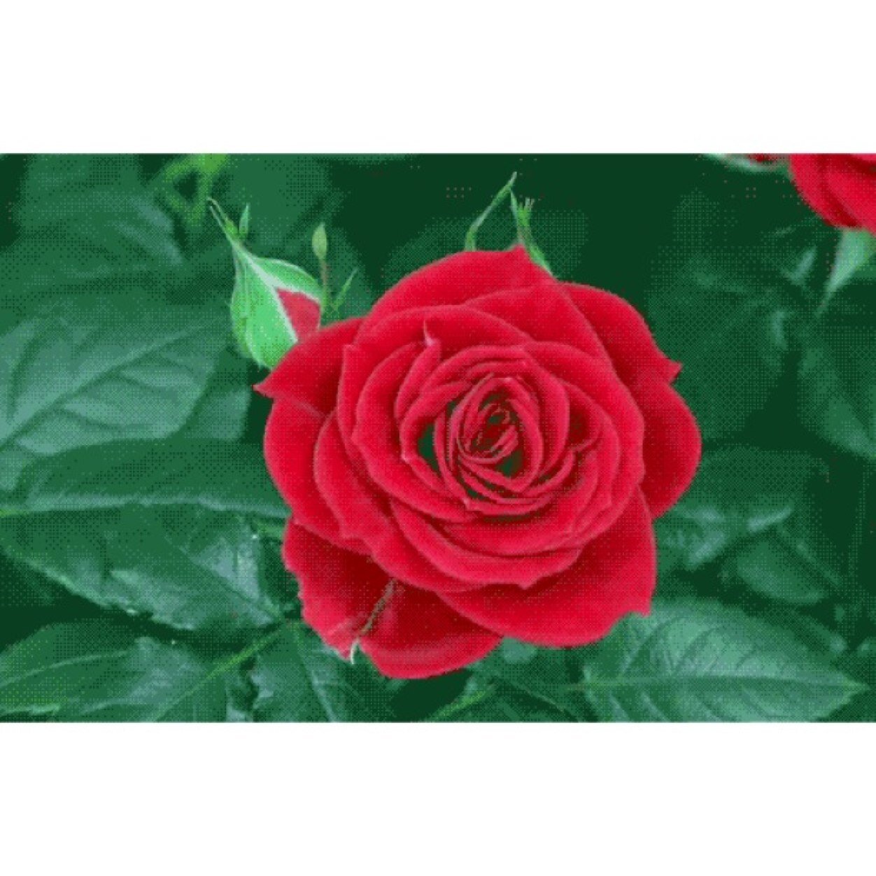 ziploc_canadien's profile picture. alors bon tu machètes du chocolat , des billets pour coldplay ou pr voir crosby et jte marrie live quoi •~•