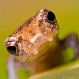 #Ranas #Salamandras #Cecilias #Sapos #Anfibios #Herpetología #Biología #EducaciónAmbiental #AñoDeLaSalamandra2014 #DíaMundialDeLosAnfibios