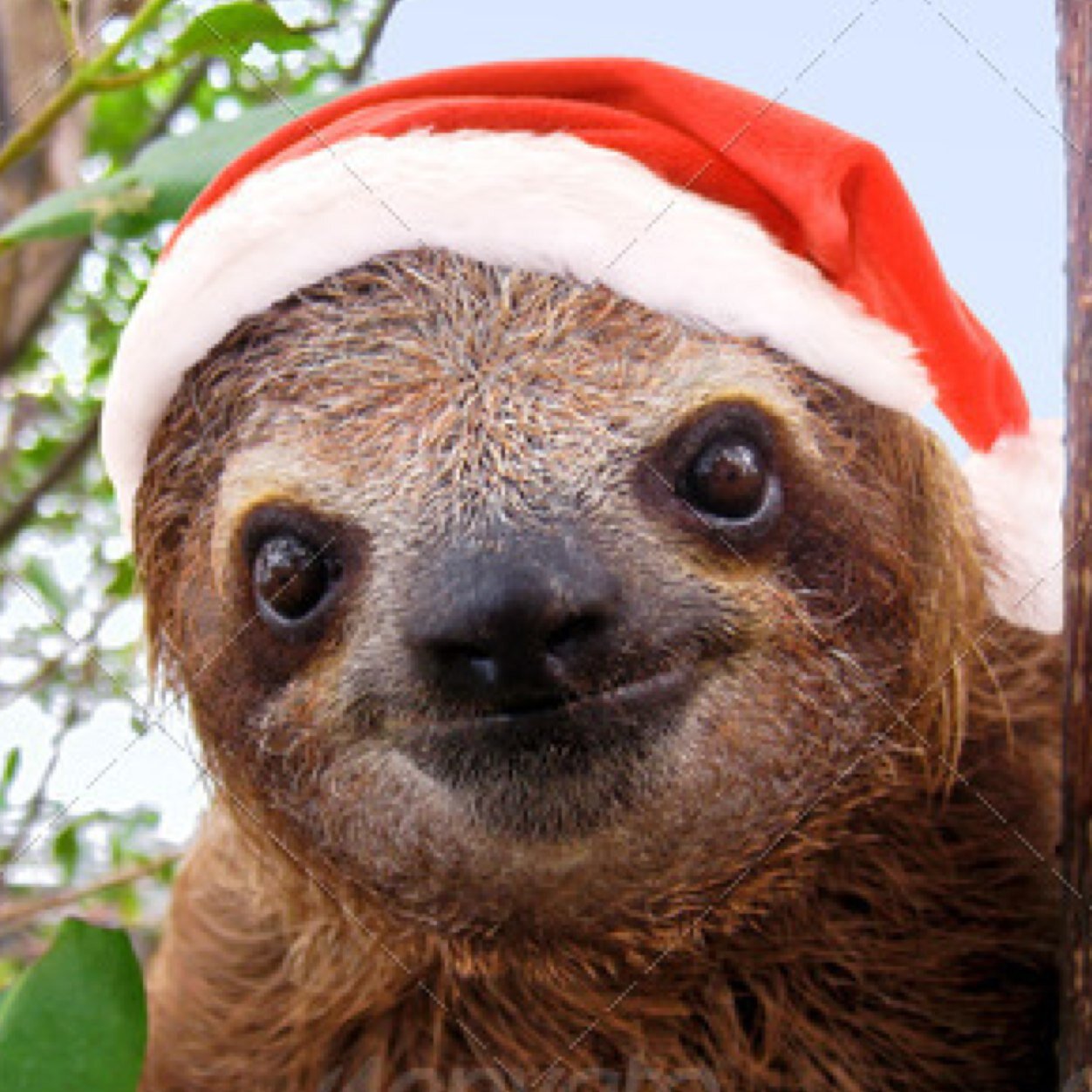 MorphSloth Profile Picture