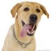 Dogbert Boxer (@dogbertboxer) Twitter profile photo Dogbert Boxer (@dogbertboxer) Twitter profile photo