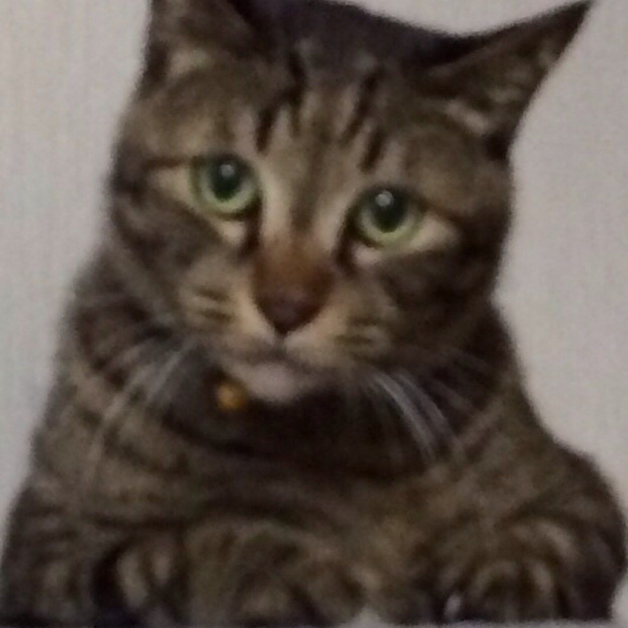 MiyakenBz's profile picture. 我輩も猫にゃー(=ﾟωﾟ)ﾉ