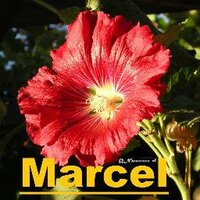 La Flor de la Canela (@ninawara_cl) 's Twitter Profile