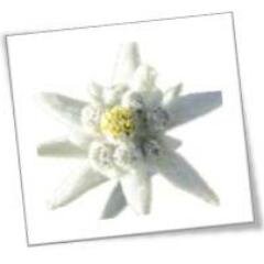 Alex60173's profile picture. Everything was impossible, once upon a time.  Passionate about grilling, cooking, human resources, and foreign policy.