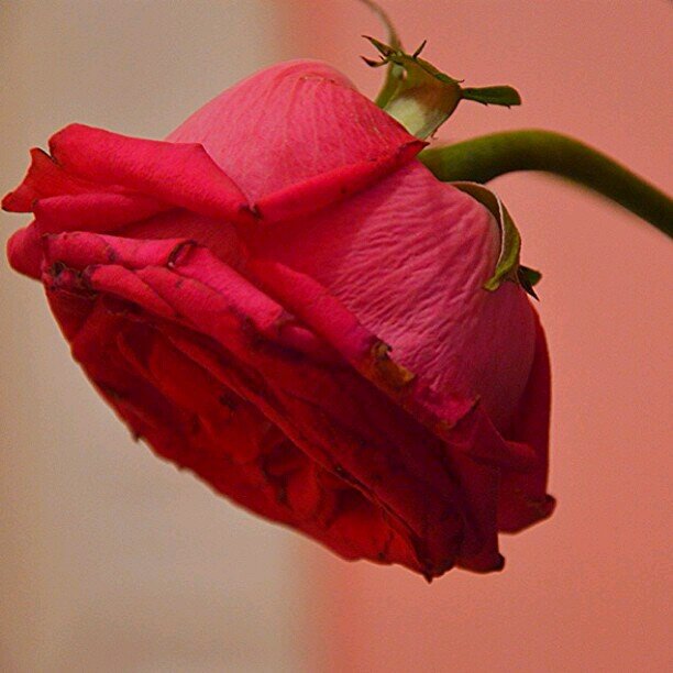 ‏‏لستُ بريئه ولآ سيئه ولآ ذات حُزن ، أنآ مُتوسِطه آلصّبر ، قصيرَه آلحظْ ، طويله آلصمّت ، وقد أكون فقيره بوّح وغنيًه بآلله عن آلنآس أجمعين'