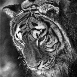 SoldierForEarth's profile picture. 