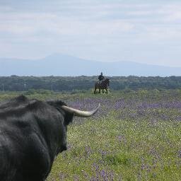 Campo y toro te ofrece la posibilidad de disfrutar de todas las actividades relacionadas con la cria y el manejo del toro bravo.