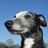 Daliwhippet's profile image