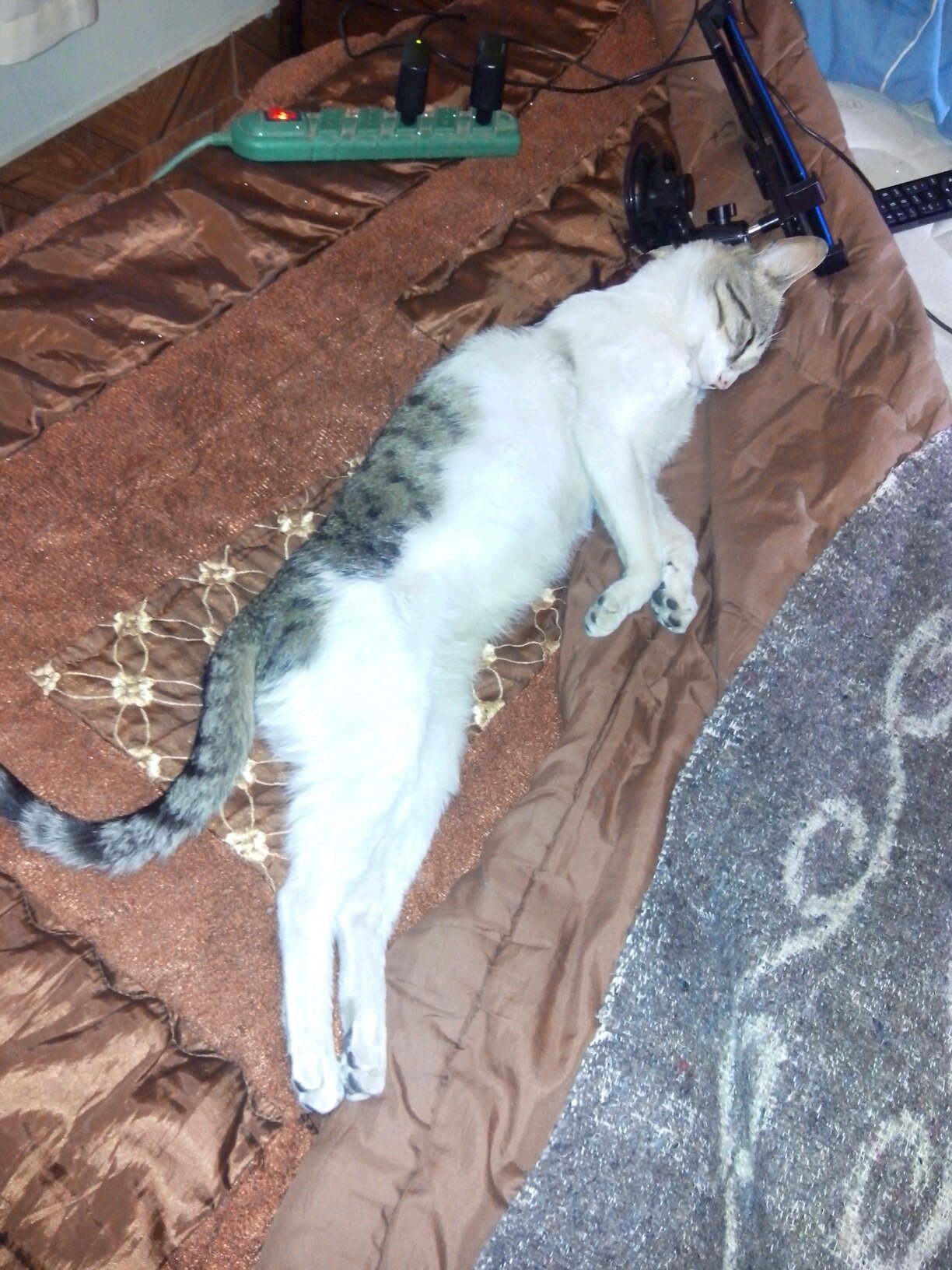 yogo1717's profile picture. Chilens