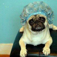 可愛いパグ画像bot (@_pug_love) 's Twitter Profile