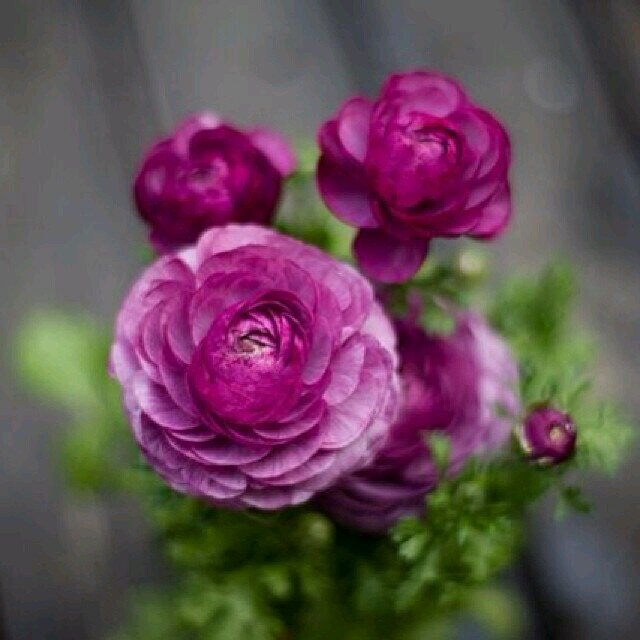 hooramnah's profile picture. 