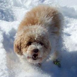 Gizmo was boy-dog; tough & cute with Poodle legs & Maltese spirit. He spread joy and made smiles 2004 to 2014.  
(I'm still tweeting about wildlife and ecology)