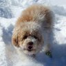 GizmoDog's profile picture. Gizmo was boy-dog; tough & cute with Poodle legs & Maltese spirit. He spread joy and made smiles 2004 to 2014.  
(I'm still tweeting about wildlife and ecology)