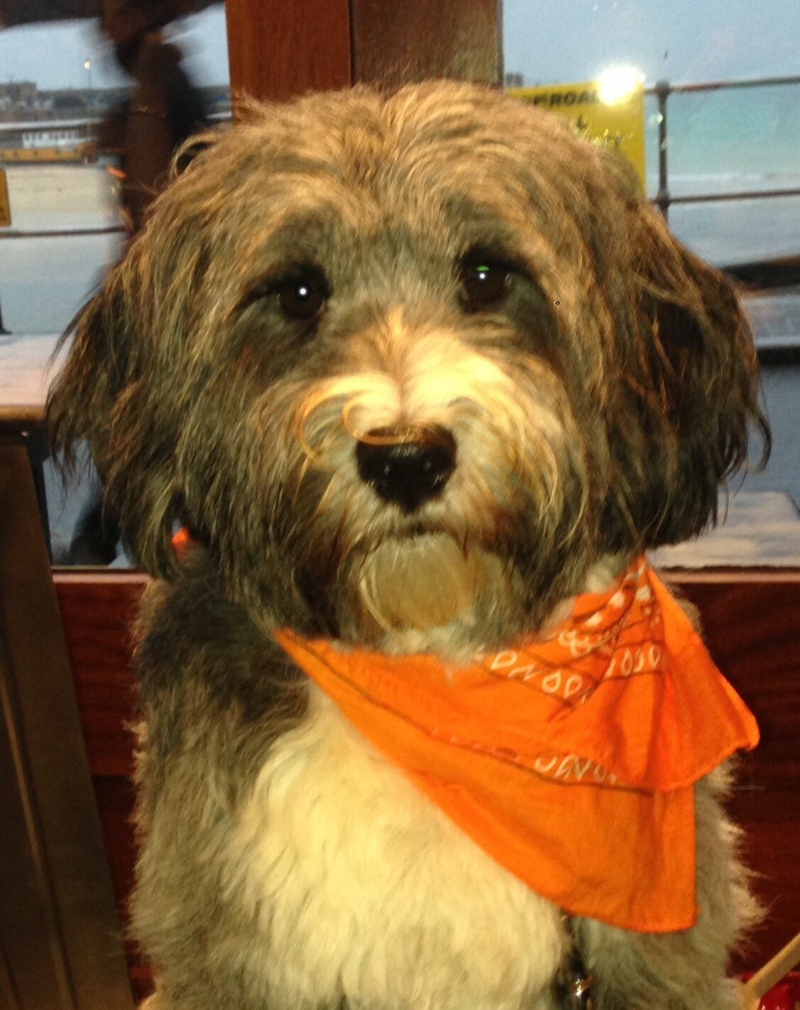 OliveBranchStIv's profile picture. 