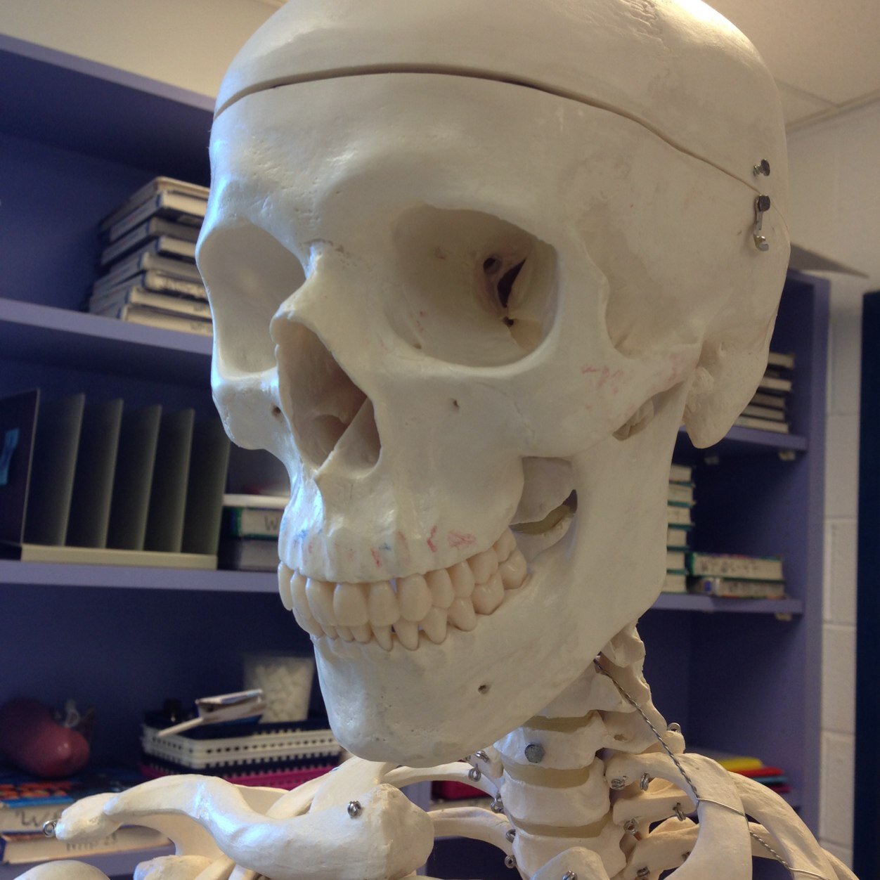 WP_AP_Coloring's profile picture. Anatomy. Also Physiology. love it or leave it.