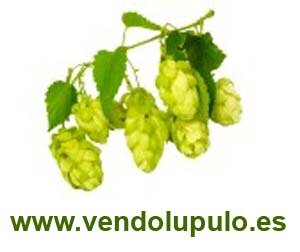 vendolupulo's profile picture. Venta de lúpulo online para cerveceros caseros y microcervecerías. Variedades aromáticas, rizomas, esquejes, ...
