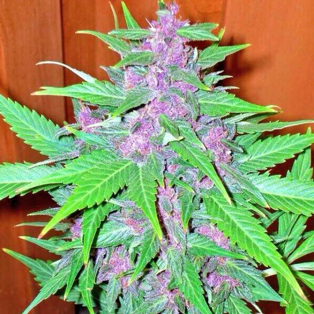 MiTicoRuless's profile picture. DEAD