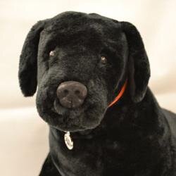Official Team Mascot / Life Coach of the Ruckus Team at ScanSource Inc. ruckus@scansource.com