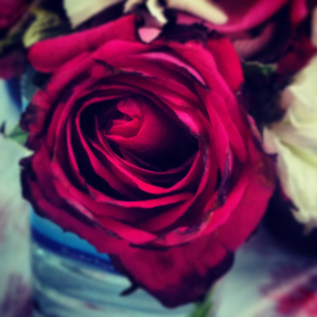 United Arab Emirates ♥ kik:mana0zeez
Instagram: @mana0zeez