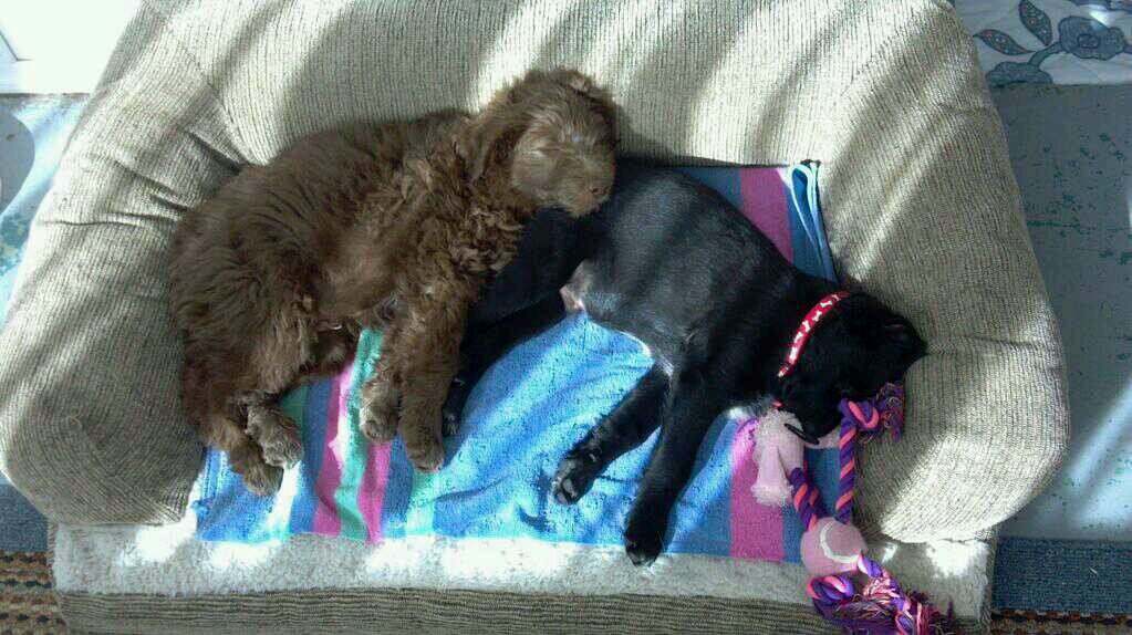 danicrfarms's profile picture. Retired Nascar Official