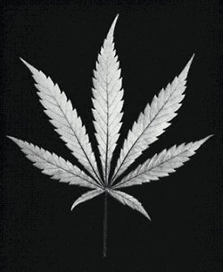 TheGiggleGrass's profile picture. We'll keep you entertained and informed, NO MATTER WHAT!