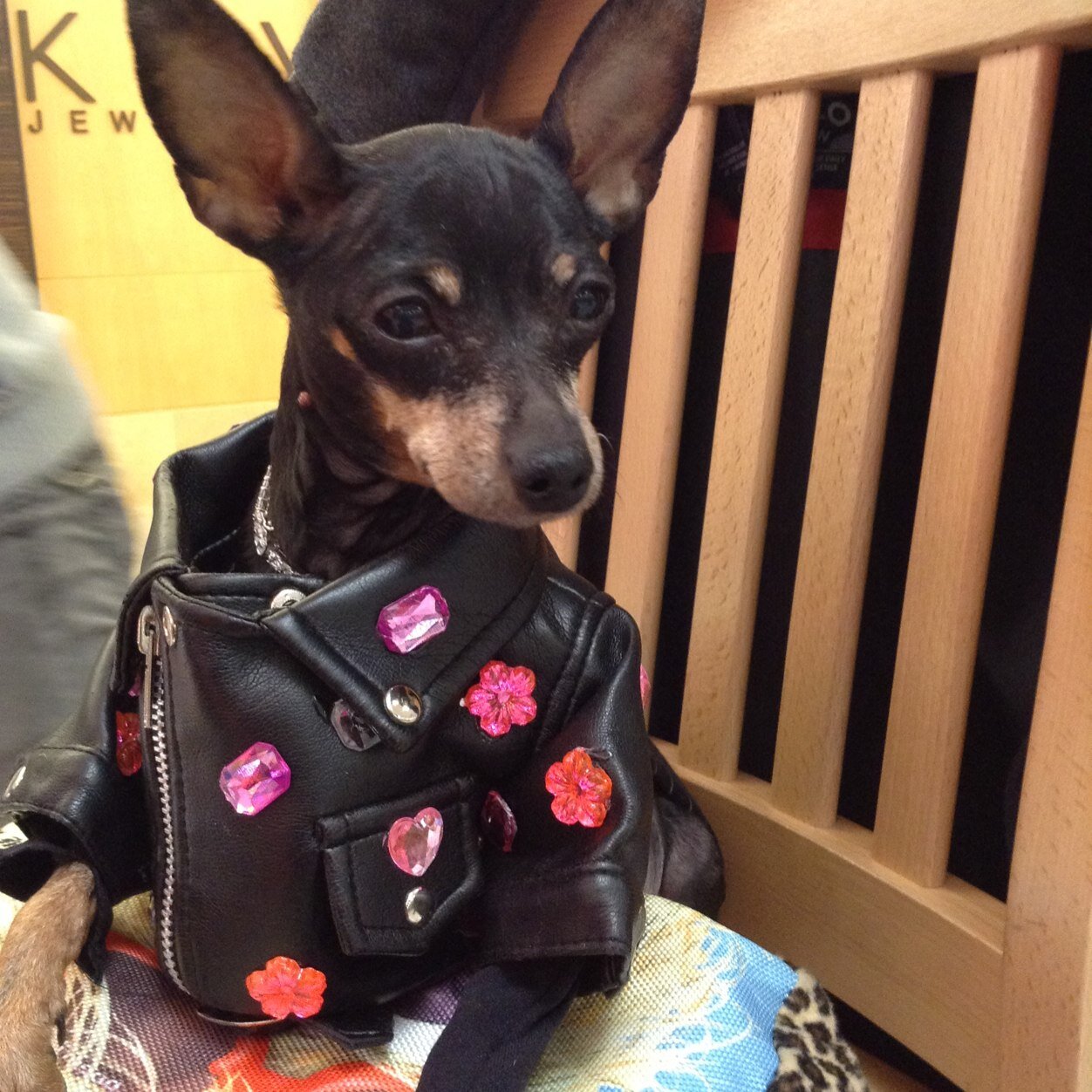 Hi I am Princess Zoray. A blessed min pin that went from rescue to royalty.  I am looking to start my own talk show as a dog advocate  make a difference