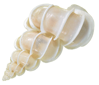 shuxMa's profile picture. Island girl
Tweeting.. not my thing, but you gotta have what you gotta have just to keep up with the tweets from all the important tweetybirds