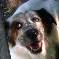 Bubba, love sponge (@myboybubba) 's Twitter Profile