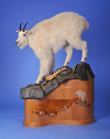 stevestudio's profile picture. Taxidermy bases and Custom carvings.