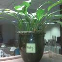 Abby Plant - @Abby_the_Plant - Twitter