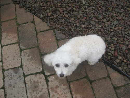 TheDogLilly's profile picture. Found, and safe.