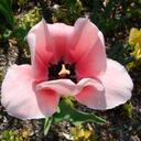 Peg Bell - @peggybelll - Twitter