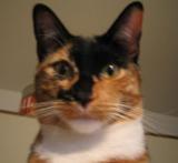 ickyvicky11's profile picture. 