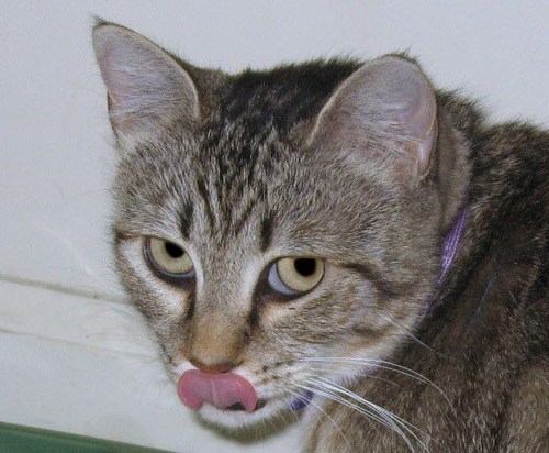I run the house where @TrashGoblin and @TheEbits live.  My Christian name is Buttercup Pygmalion Turner.