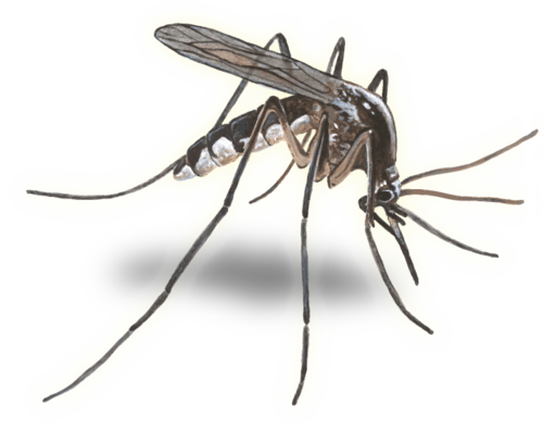 Contra Costa Mosquito & Vector Control District protects residents from vectors and their diseases, such as West Nile virus, and has for more than 90 years.