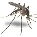 CC Mosquito & Vector (@CCMosquito) Twitter