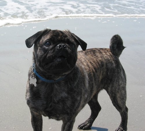 Brindle Pug who lives on Hilton Head Island, SC