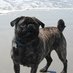 William Copeland (@zeus_hhi_pug) Twitter profile photo