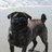 Zeus_HHI_Pug's profile image