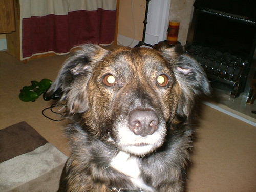 tyddynbryn's profile picture. Mum to two small boys, smallholder, Serial crafter, dyer, pattern designer, knitter, spinner, sewist, gardener, SEN Teacher, Forest schooler and foodie...